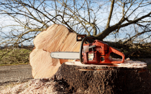Significado de la poda y características