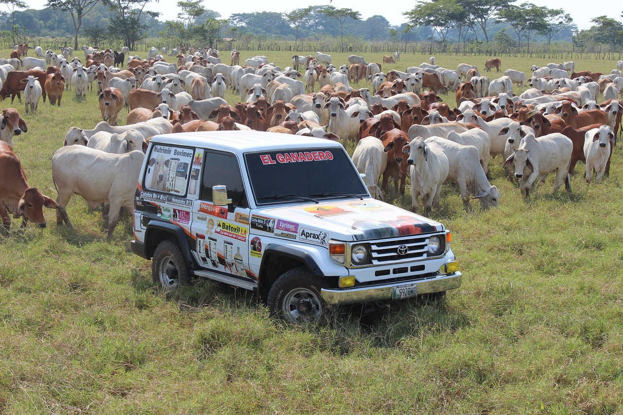 Qué debes saber si quieres ser ganadero